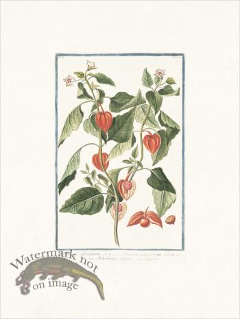 Bonelli 163 Bladder cherry